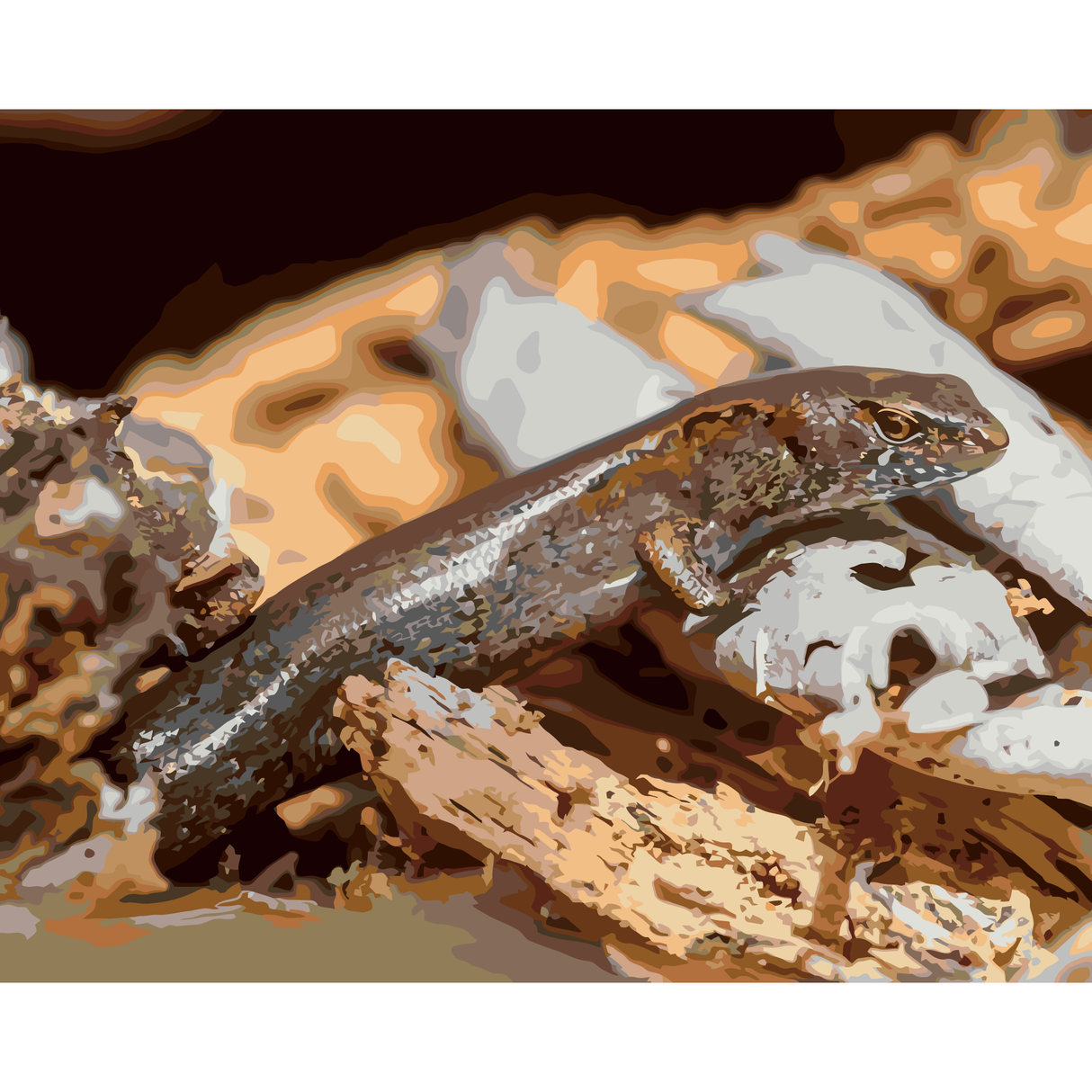 Ornate Skink *NEW*