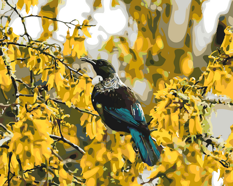 New Zealand Native Birds