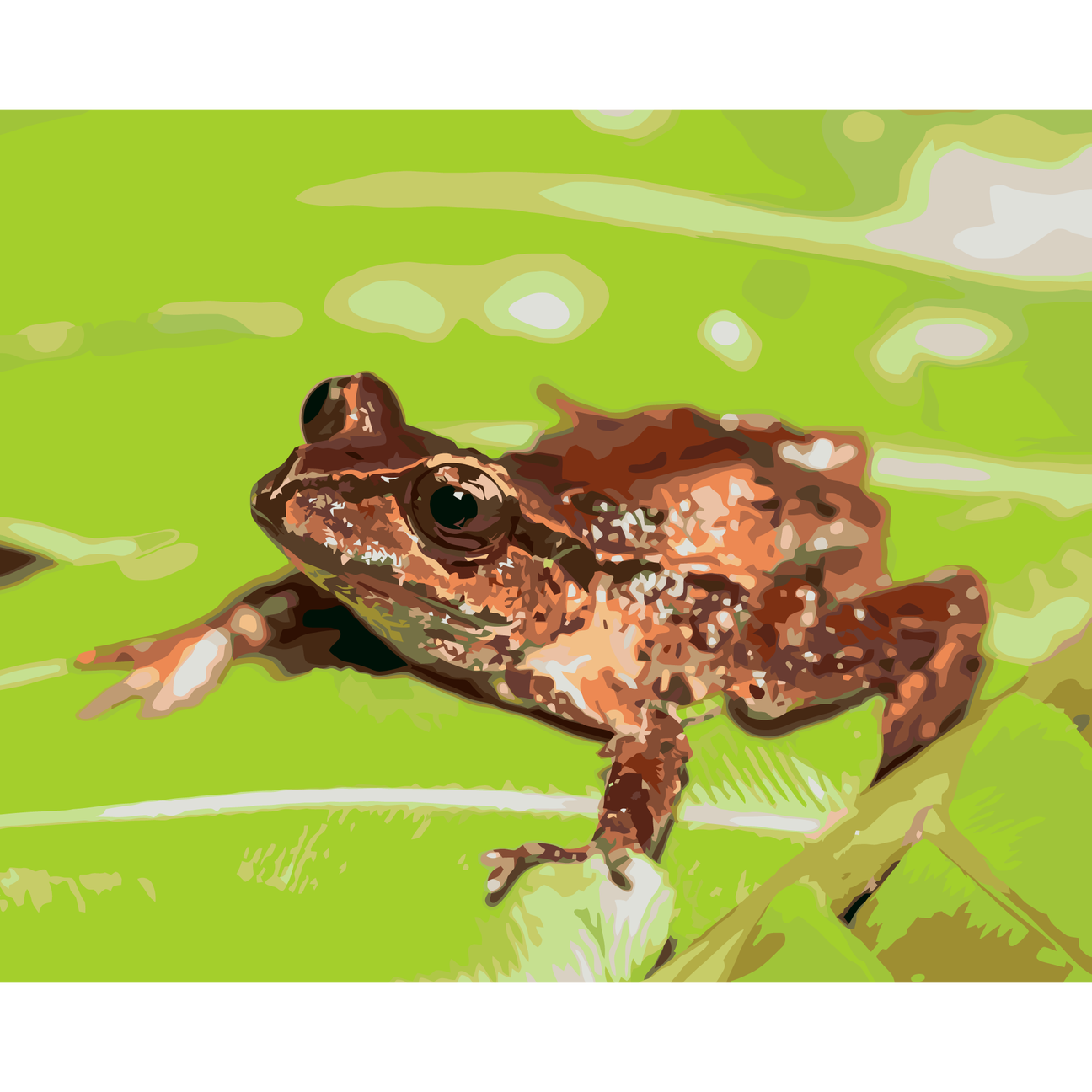 New Zealand Native Fauna