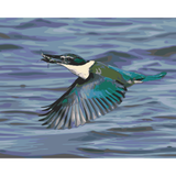 Kingfisher/Kotare