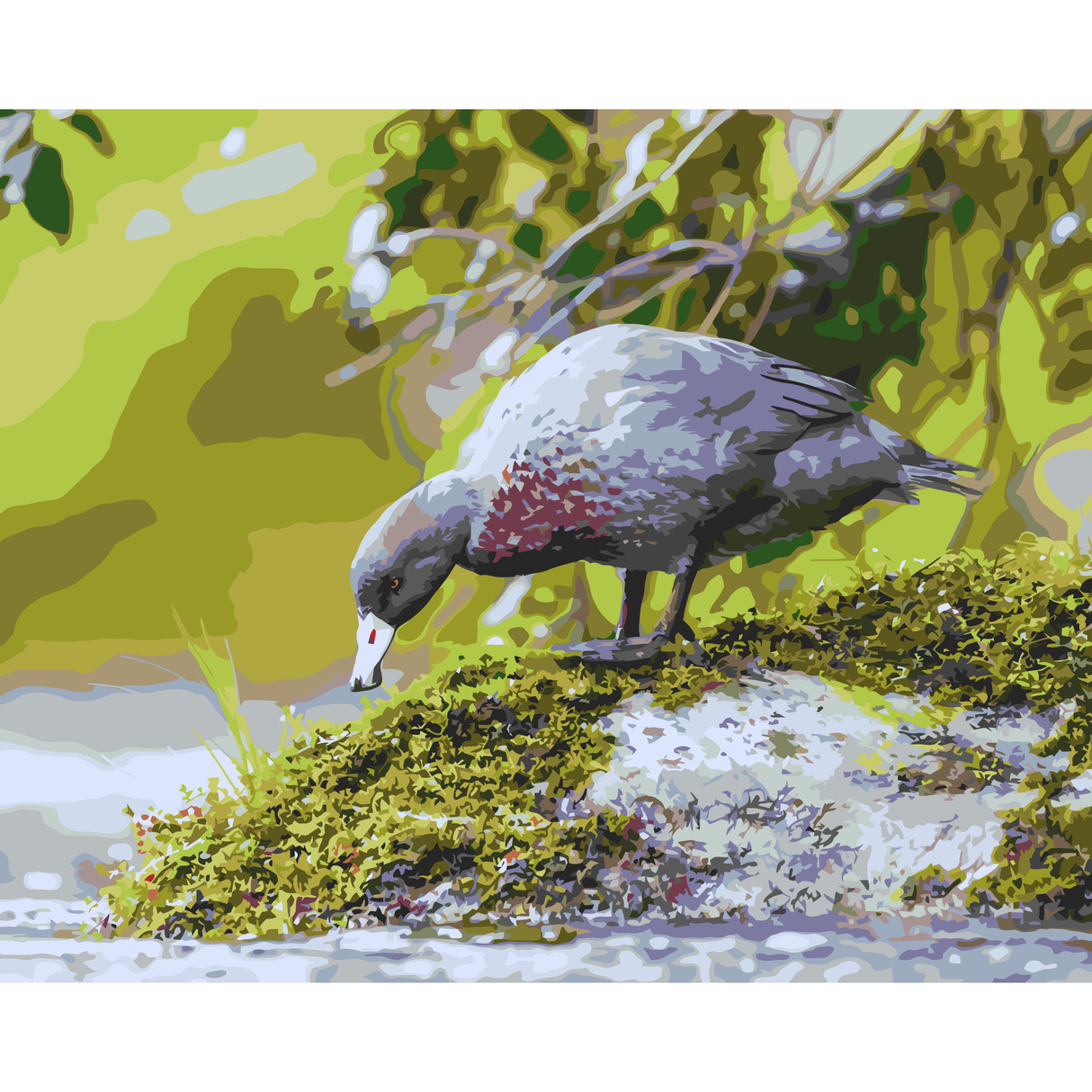 Blue Duck *NEW*