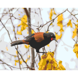 North Island Saddleback *NEW*