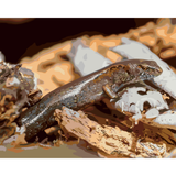 Ornate Skink *NEW*