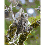 Morepork